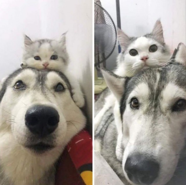 Живность из сети
