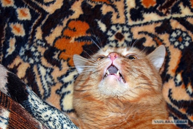 Котовторник 07.08.2012