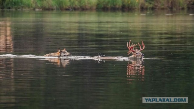 Пугающая природа
