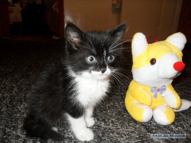 Новогодний Котовторник 01.01.2013