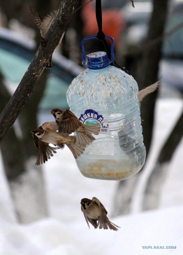 Белая ворона