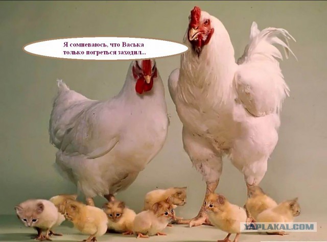 Нашел ничейное яйцо, высиживаю, а тут какая-то левая пернатая пришла