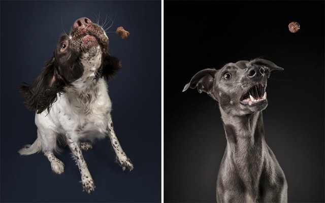 "О, еда!" - фотограф снимает забавные реакции собак на угощения