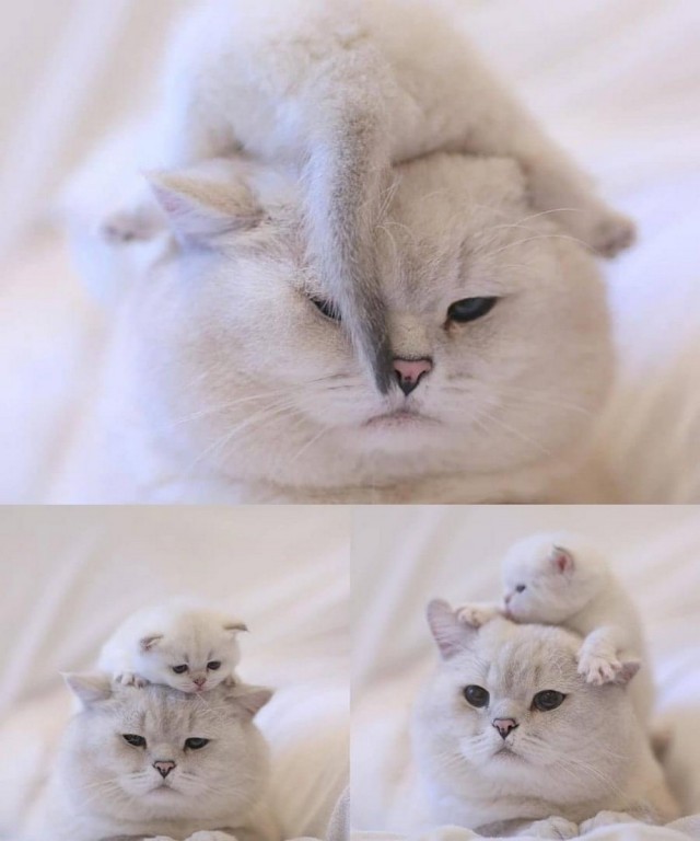 Забавные животные
