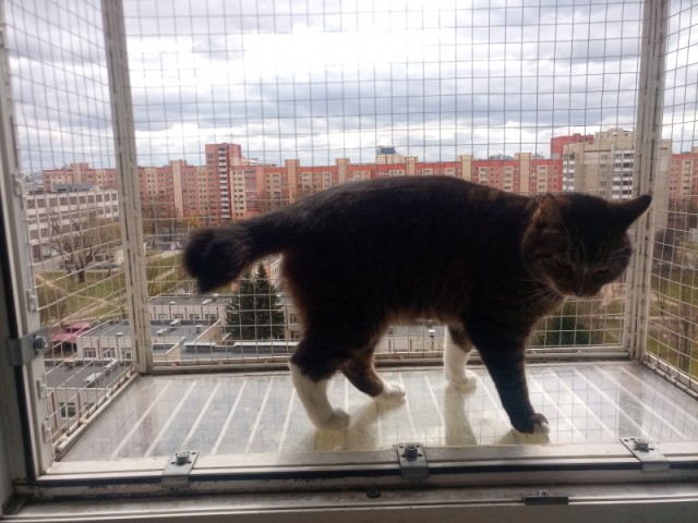 Балкон для кота