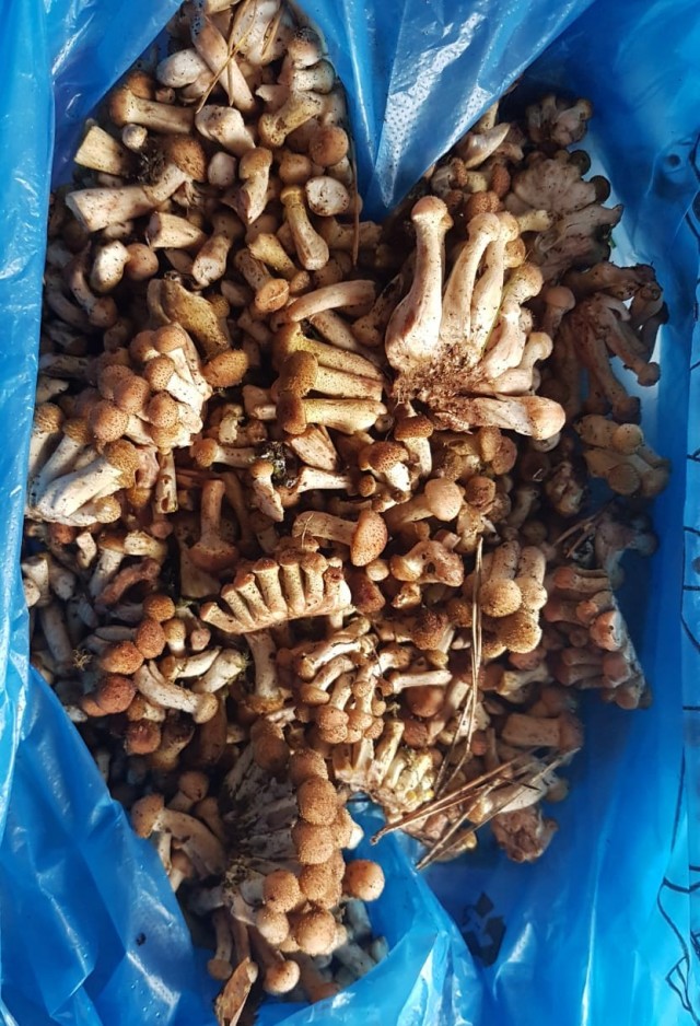 Грибник