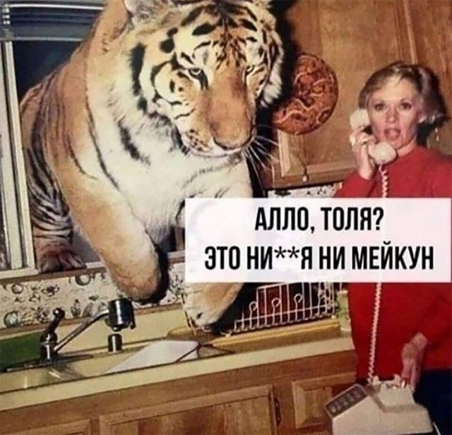 Наше пополнение. Мейн-кун