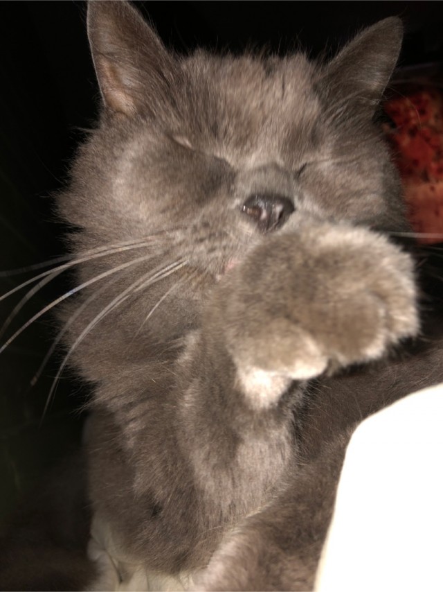 Котовторник (свои добавляем)