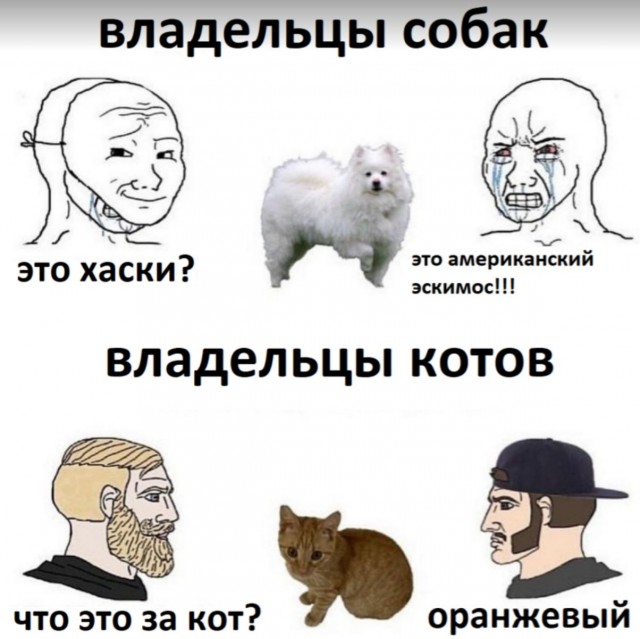 Коты в США - 4