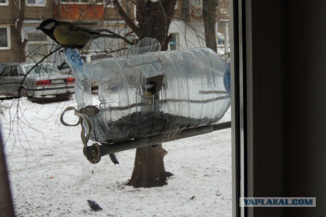 Голуби СТОП!