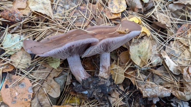 Прокатился за грибами 25.10.2021 по Московской области