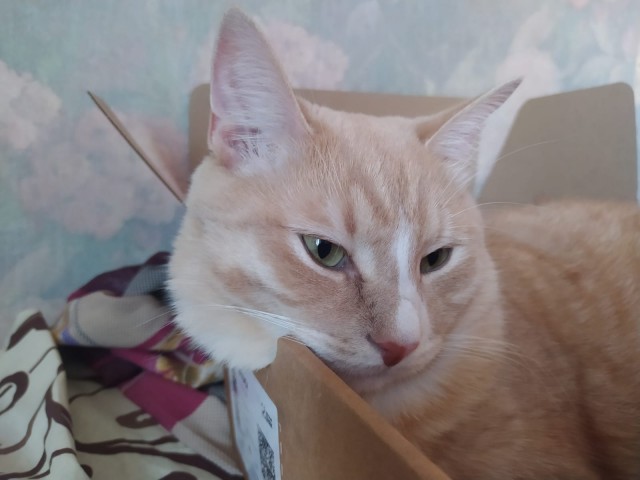 Котовторнику быть