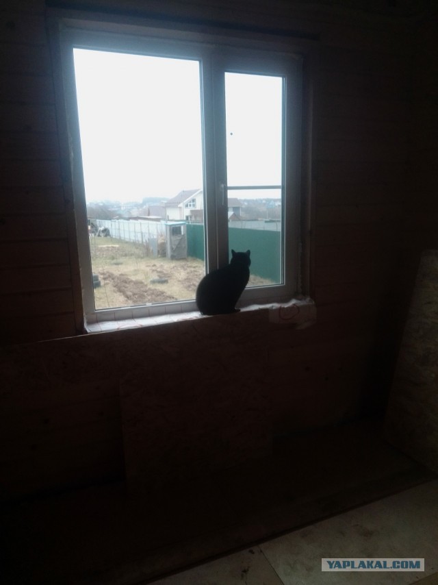 История одного котенка