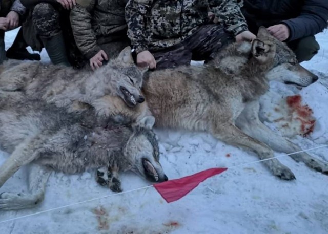 Волки могут сожрать всех жителей села в Бурятии. Но отстрел разрешили только 80-летнему деду