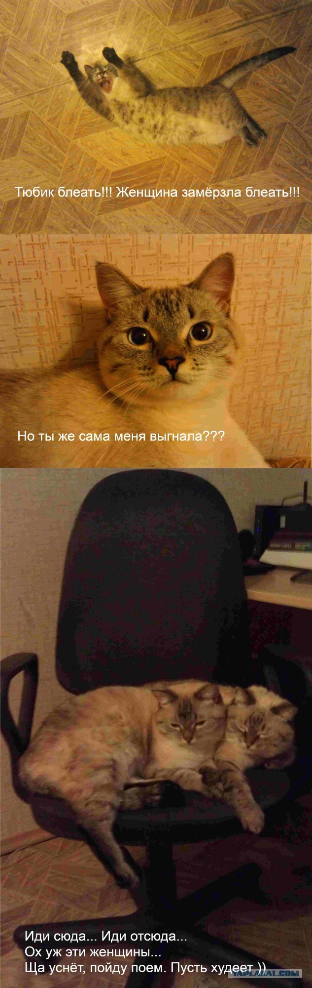 Возмущённый кот