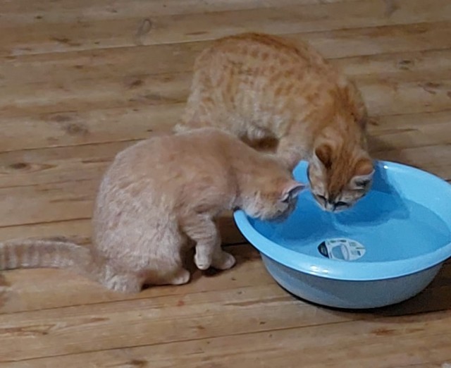 Котовторнику посвящается