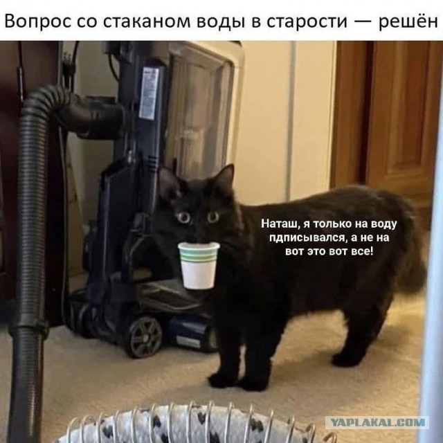 Веселые картинки и видосики