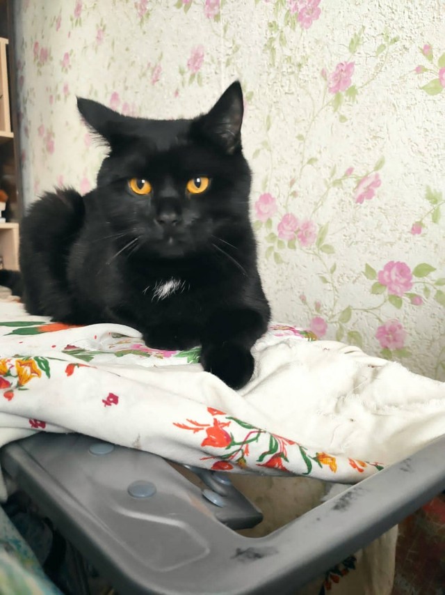 Котовторник