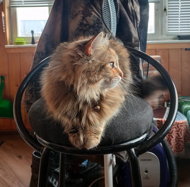 А это мой котан к котовторнику