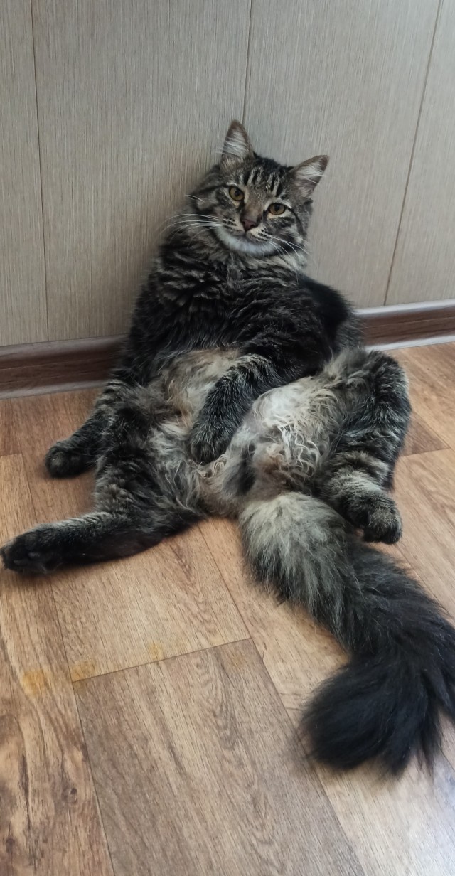 Котоманы, как не разориться на кормежке котов?