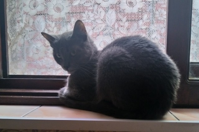 Кот д’Ивуар
