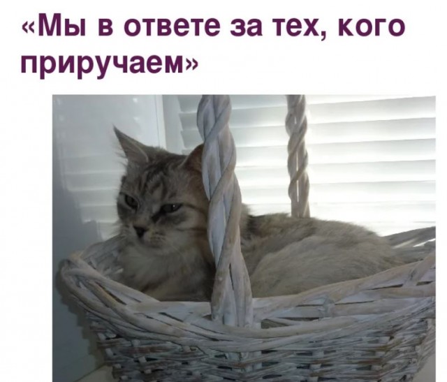 Пандемия съехавших крыш. Разновидности болезни. Россия и мир. Часть 36