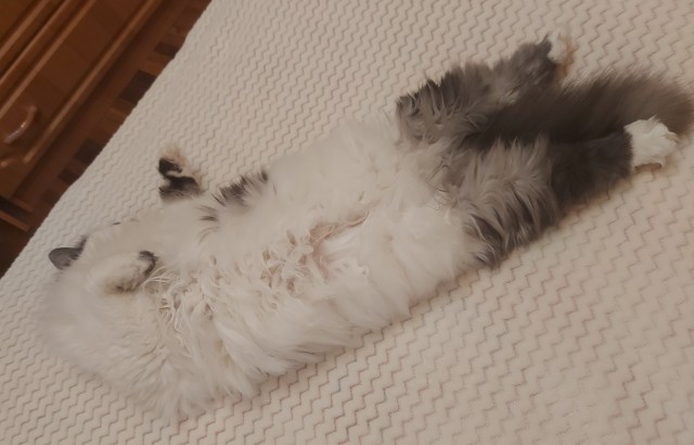 Немного милоты в котовторник