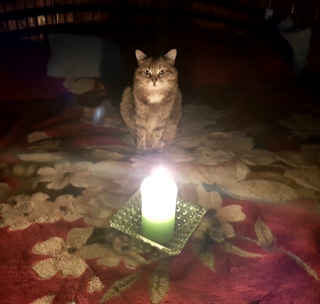 Котолампа. Кот и лампа - новый вариант старого мема