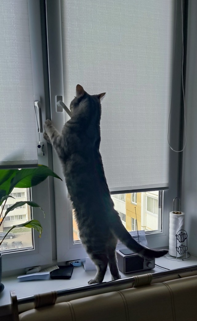 Котовторник 18.10.22