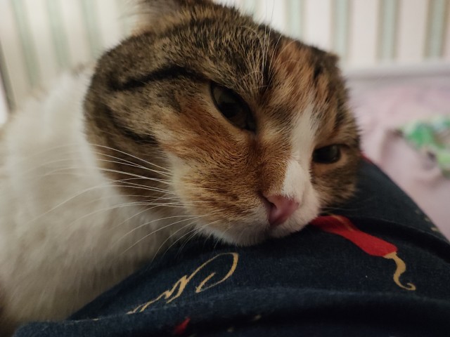 А как вы спите с котиком?