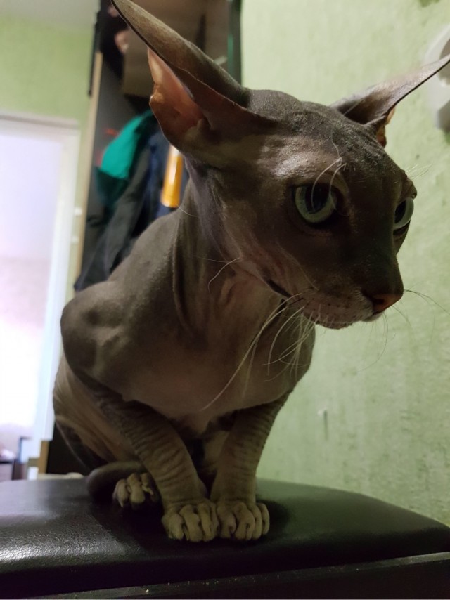 Шерстяной котовторник. Октябрь 2022