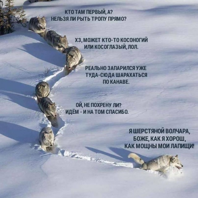 "Это вам не овечек считать"