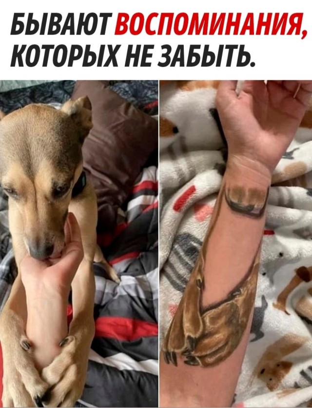 Немного о питомцах. Потаксуем?
