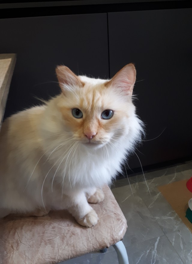 Котовторник