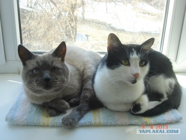 Котовторник 09.04.2013