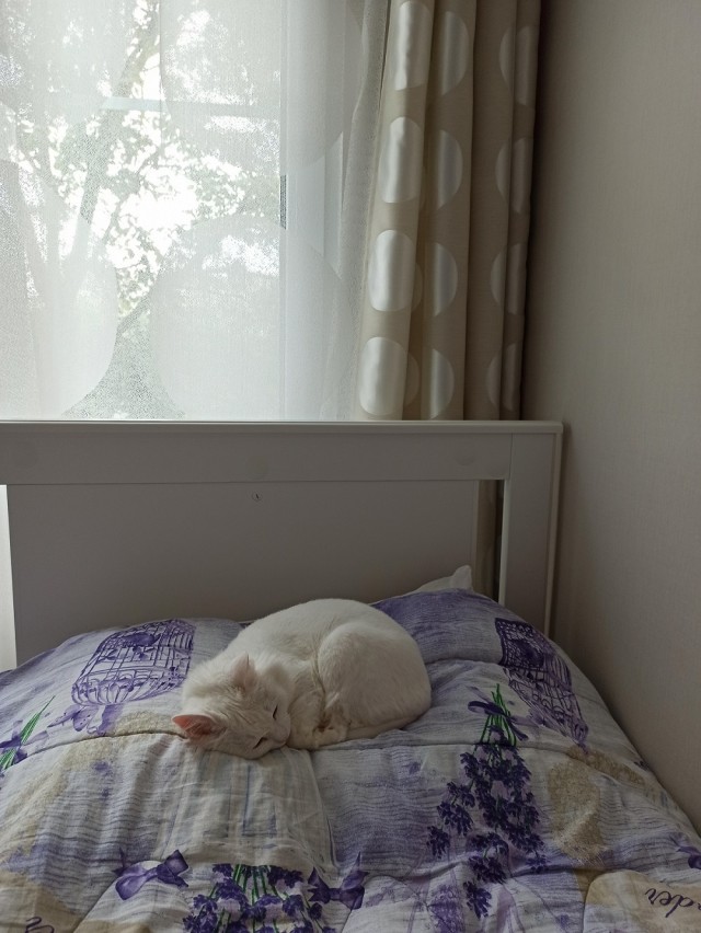 Котовторник! 16+ Коллеги-рабы, отмечаемся, у кого хозяину много лет!