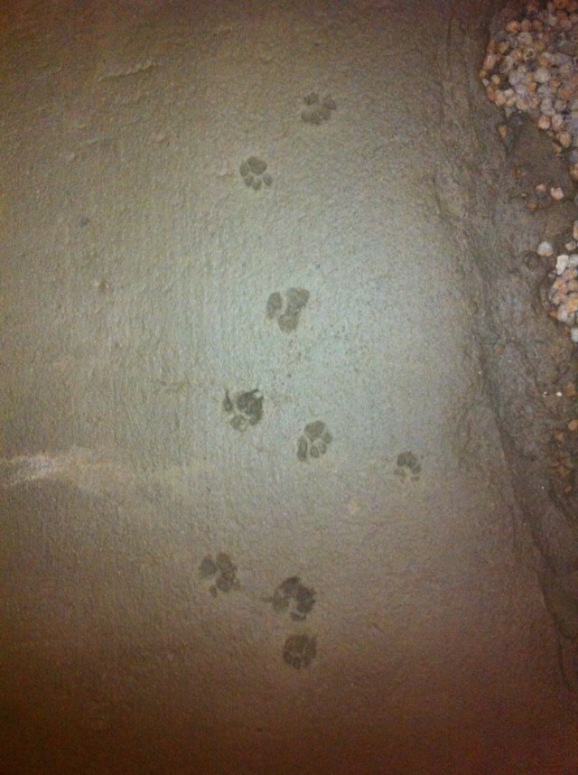 Залил стяжку пола