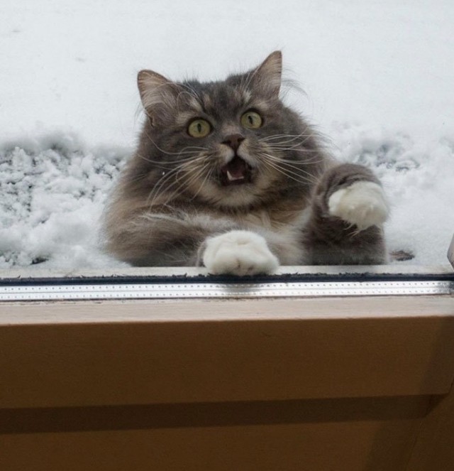 Мой котовторник..
