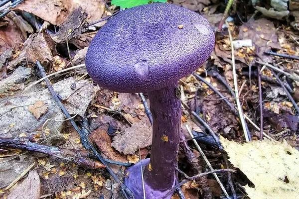 Россиян предупредили о девятилетних тюремных сроках за сбор редких грибов