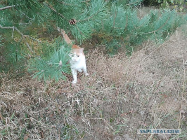 Жизнь домашнего приюта для котеек 465