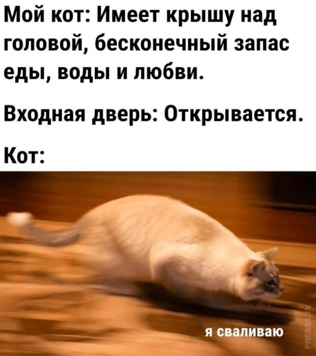 Весёлый полтишок 12.11.23