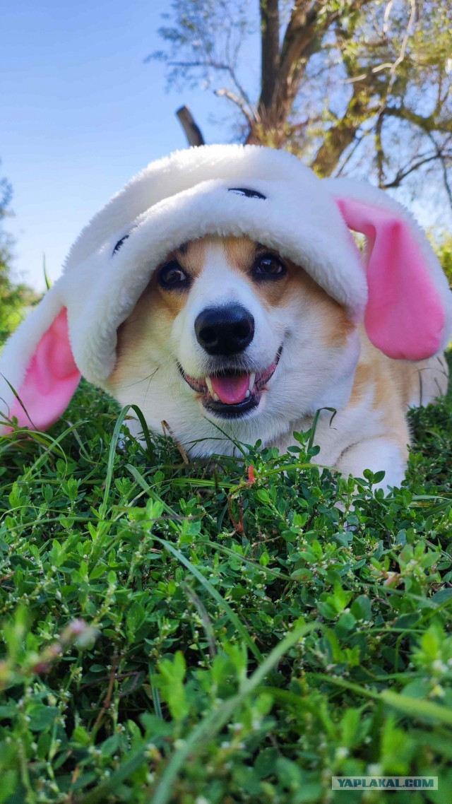 Моя чебурашка