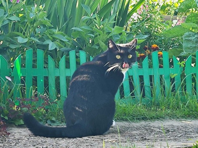 Кошка Вася.