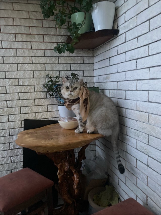 Толстые коты