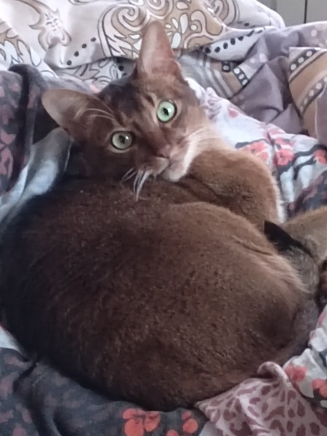 С котовторником ЯПовцы