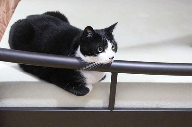 Котовторник  07.05.2013