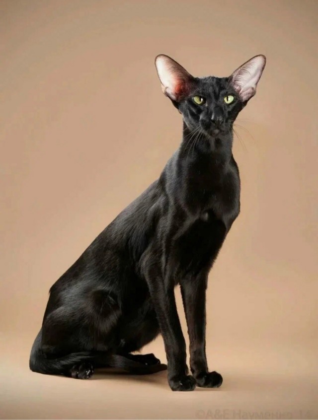 У меня живёт кошка.