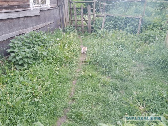 Жизнь домашнего приюта для котеек 495