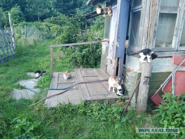 Жизнь домашнего приюта для котеек 507