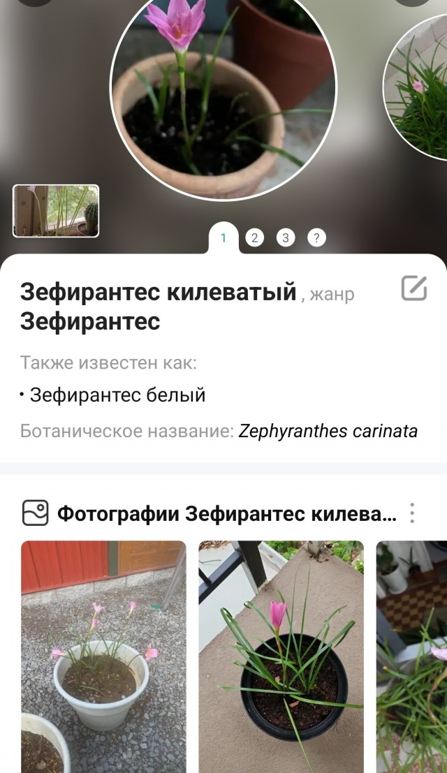 Зацвела